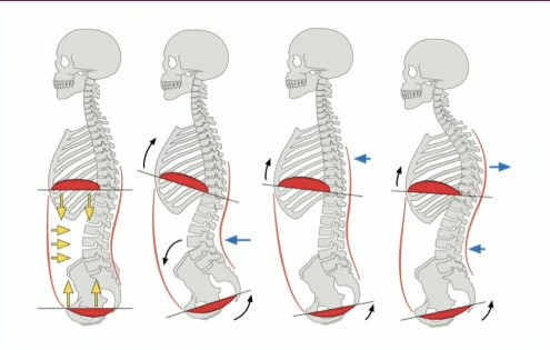 Rethinking Posture: Biomechanical and Ergonomic Considerations for Clinical Resiliency and Longevity [NON-CME] Banner